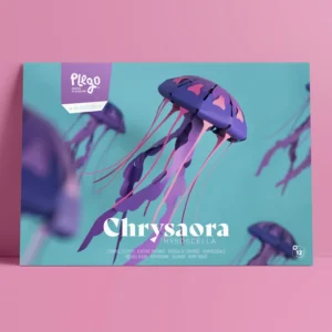 Chrysora Hysoscella - Medusa Compás | Colección Marina Sin Pegamento
